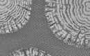 Gardine, Jacquardgewebe, Raschelspitze, Farbe Grau, Design Baumscheiben, Transparent,  in verschiedenen Größen und Variationen erhältlich